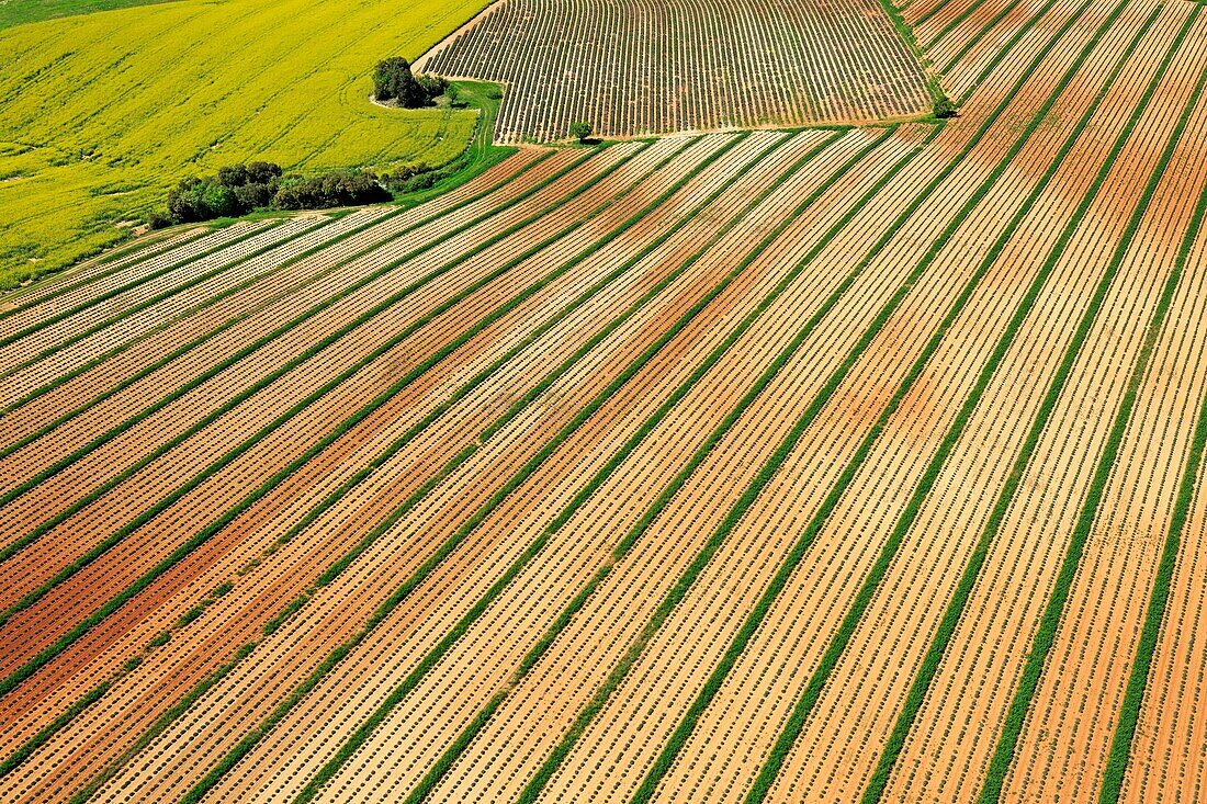 France, Alpes de Haute Provence, Verdon Regional Nature Park, Valensole plateau, towards Valensole, lavender field (aerial view)