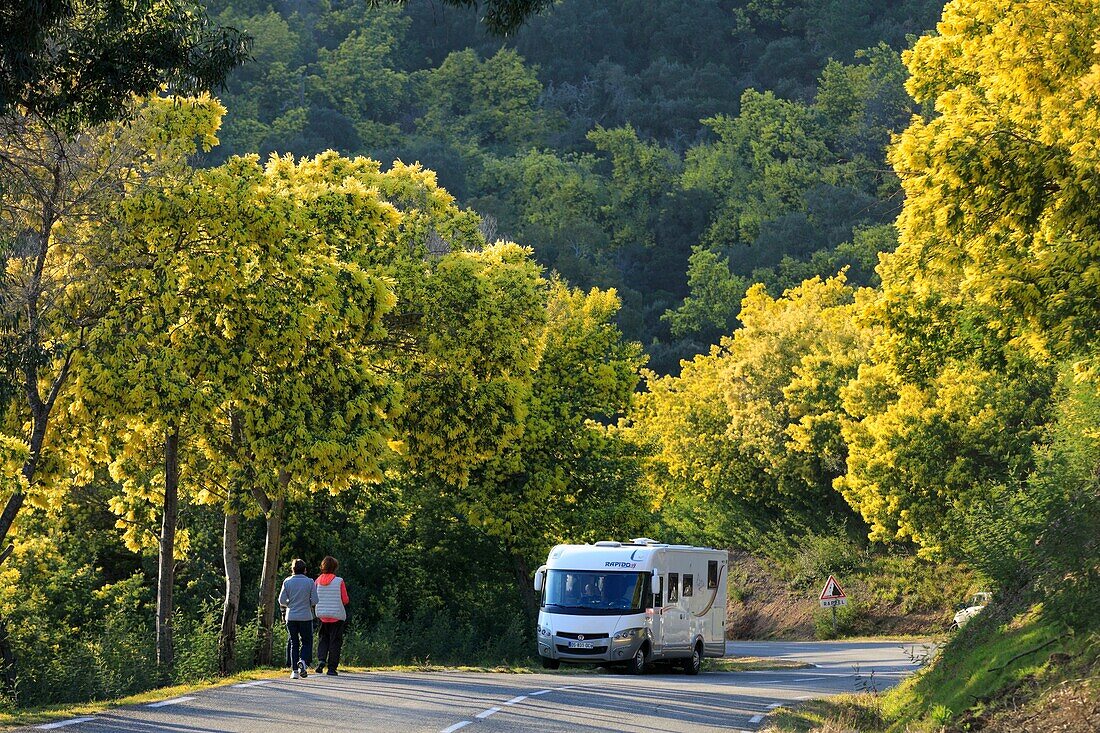 Frankreich, Alpes Maritimes, Mandelieu la Napoule, Vernede-Tal, Tanneron-Straße, Mimosa-Straße