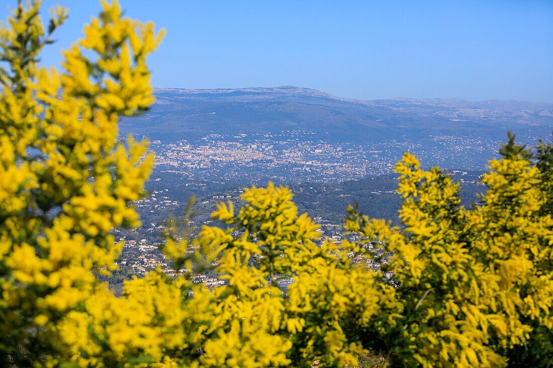 France, Alpes Maritimes, Pegomas, Vallon de l'Estreille, The Hill of Mimosas Reynaud family, Grasse in the background