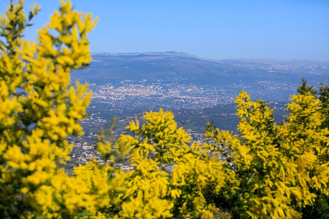 Frankreich, Alpes Maritimes, Pegomas, Vallon de l'Estreille, Der Hügel der Mimosen Familie Reynaud, Grasse im Hintergrund