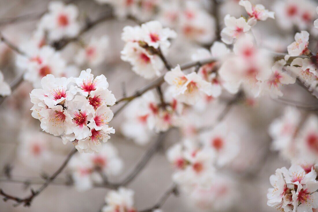 France, Alpes de Haute Provence, Saint Jurs, almond trees in bloom