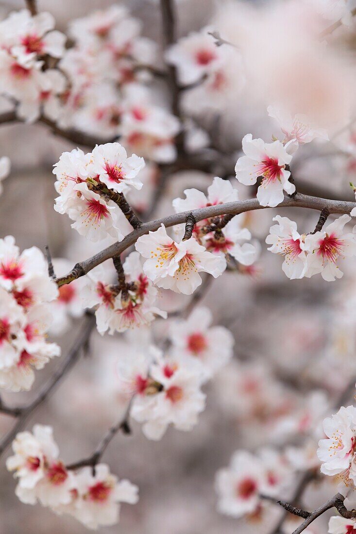 France, Alpes de Haute Provence, Saint Jurs, almond trees in bloom