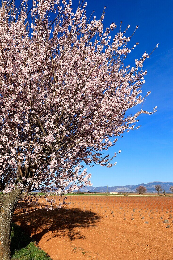 Frankreich, Alpes de Haute Provence, Regionaler Naturpark Verdon, Plateau de Valensole, Valensole, Lavendel- und Mandelblütenfeld