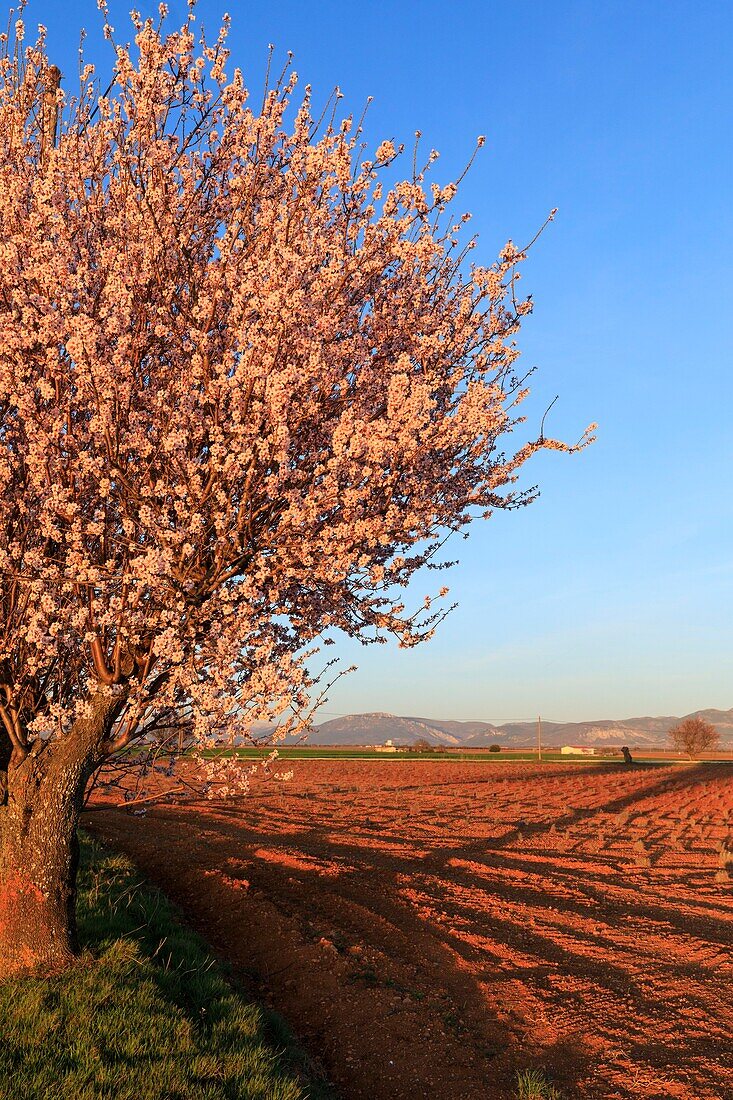 Frankreich, Alpes de Haute Provence, Regionaler Naturpark Verdon, Plateau de Valensole, Valensole, Lavendel- und Mandelblütenfeld