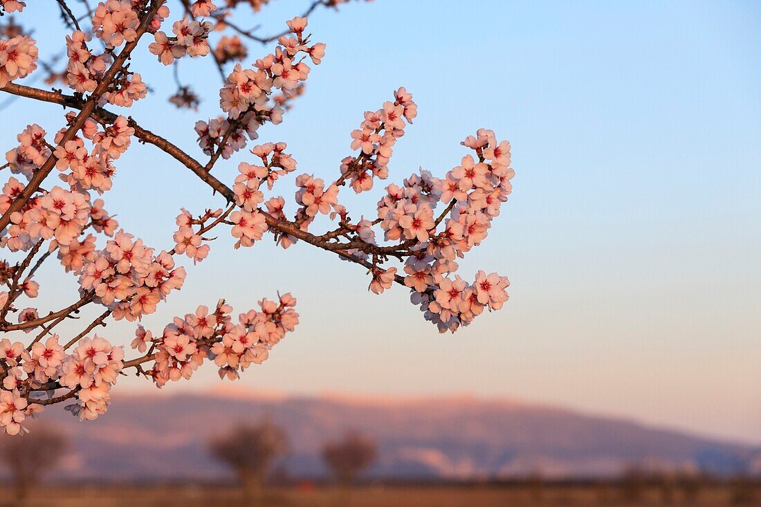 France, Alpes de Haute Provence, Verdon Regional Nature Park, Valensole Plateau, Valensole, almond trees in bloom