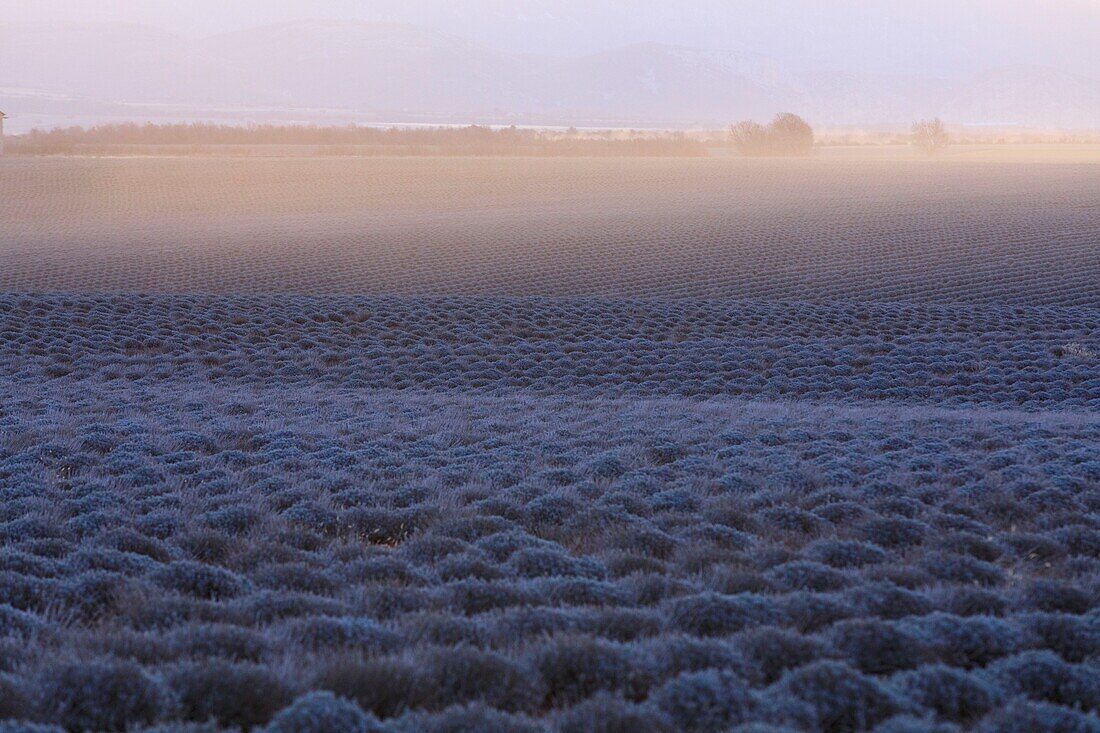 France, Alpes de Haute Provence, Brunet, lavender field