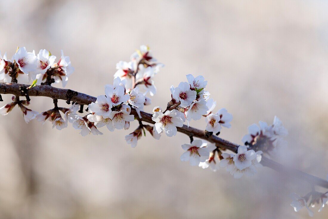 France, Alpes de Haute Provence, Brunet, almond trees in bloom