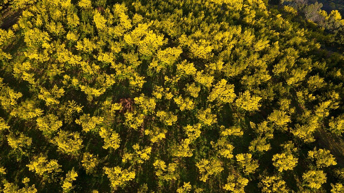 France, Alpes Maritimes, Pegomas, Vallon de l'Estreille, La Colline des Mimosas Reynaud family (aerial view)