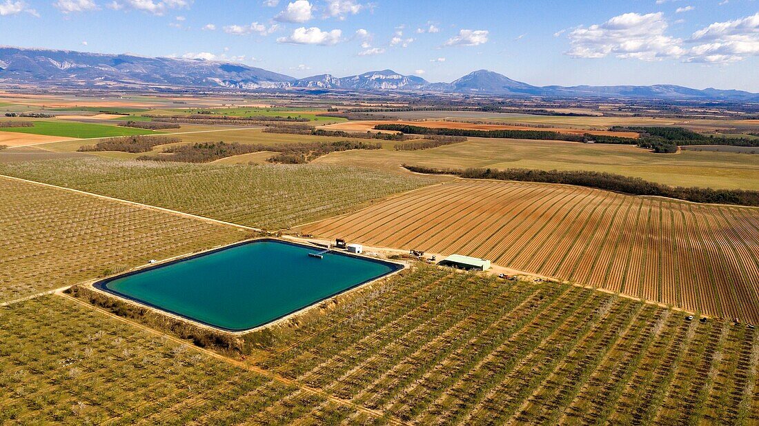 France, Alpes de Haute Provence, Brunet, almond and lavender field in the background (aerial view)