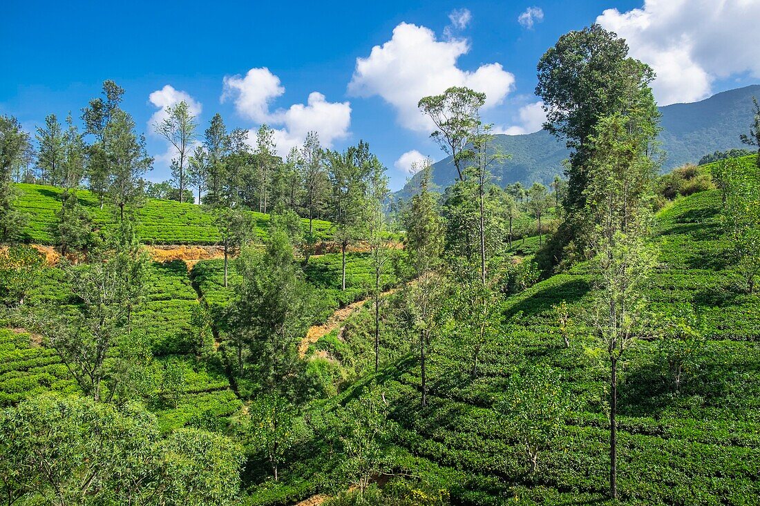 Sri Lanka, Uva province, along the train line that connects Badulla to Kandy crossing mountain regions and tea plantations