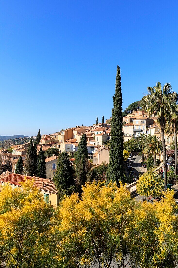 France, Var, Bormes les Mimosas