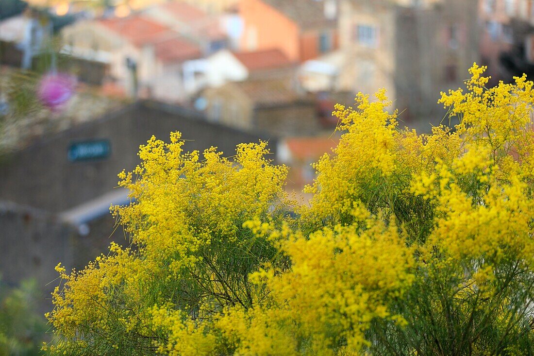 France, Var, Bormes les Mimosas