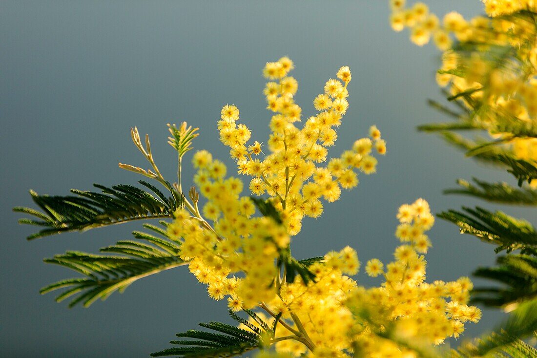 France, Var, Bormes les Mimosas