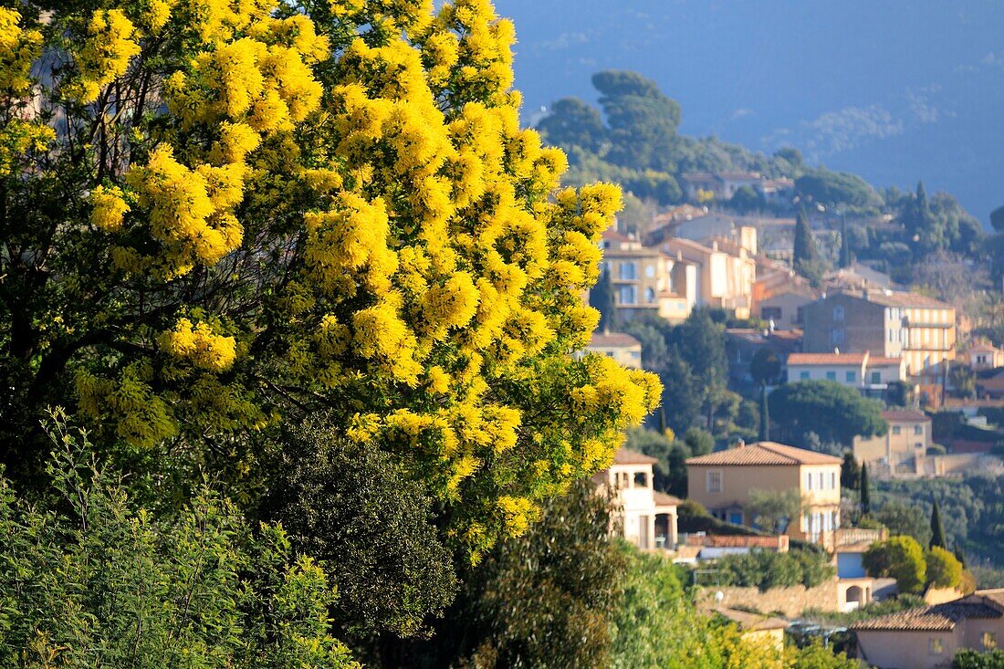 France, Var, Bormes les Mimosas