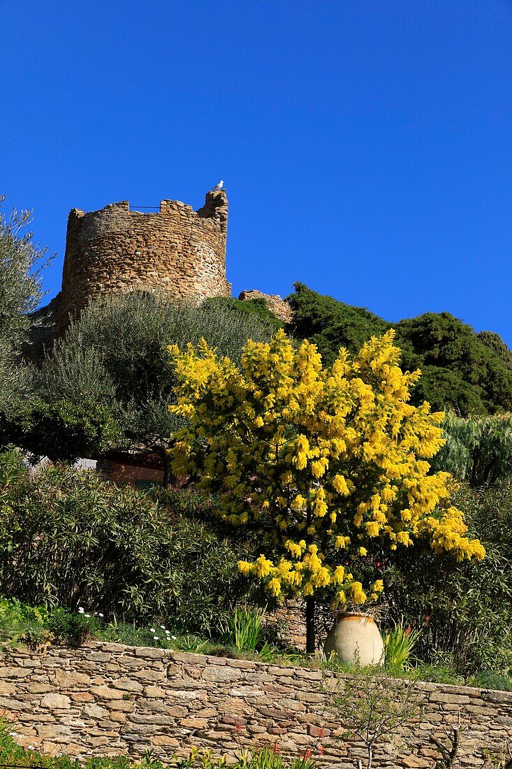 France, Var, Bormes les Mimosas