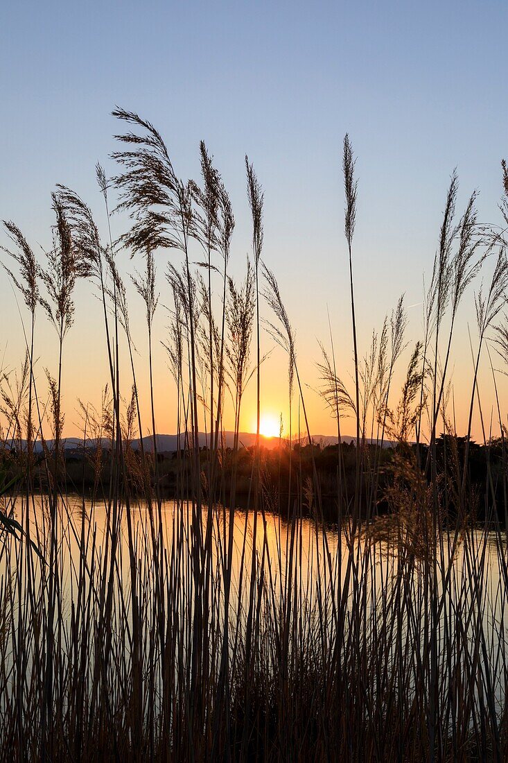 France, Var, Frejus, district of Saint Aygulf, Conservatoire du Littoral, protected natural area, wetland of the etangs de Villepey, reed