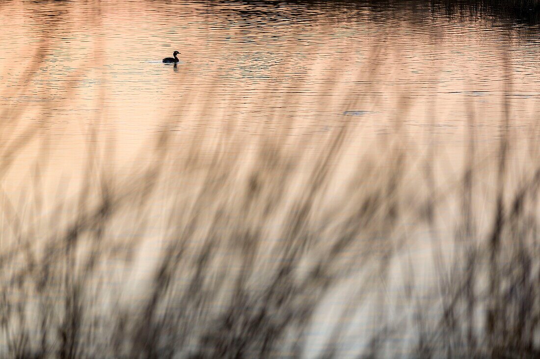 France, Var, Frejus, district of Saint Aygulf, Conservatoire du Littoral, protected natural area, wetland of Etangs de Villepey