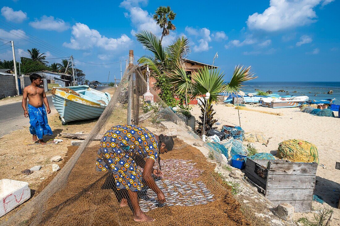 Sri Lanka, Northern province, Jaffna peninsula, Point Pedro is a town located at the northernmost point of the island, drying fishes