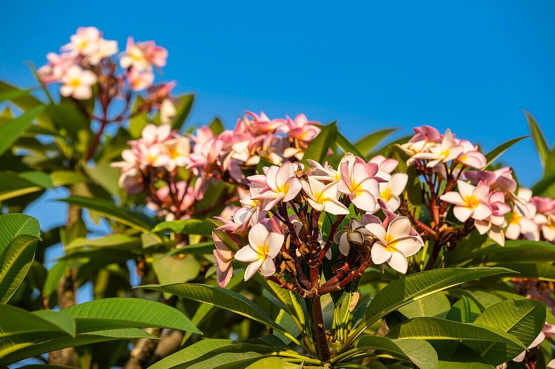 Sri Lanka, Nordprovinz, Jaffna, Frangipani