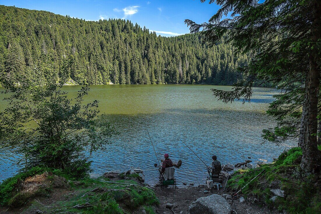 Frankreich, Haut Rhin, Fischer am Ufer des Lake Green oder Lake Soultzeren ist ein kleiner See auf der elsässischen Seite der Vogesen im Tal von Munster, Es ist am Fuße des Tanet-Massivs gelegen