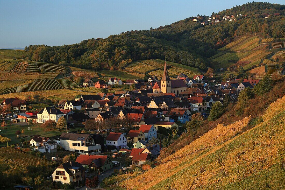 France, Haut Rhin, Niedermorschwihr, Route des Vins d'Alsace, Early morning vineyards and the village of Niedermorschwihr