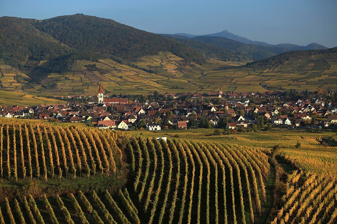 France, Haut Rhin, Route des Vins d'Alsace, Ammerschwihr is a village located on the Route des Vins d'Alsace, Its main economic resources are viticulture and especially its famous Kaefferkopf (hill producing high quality grapes)