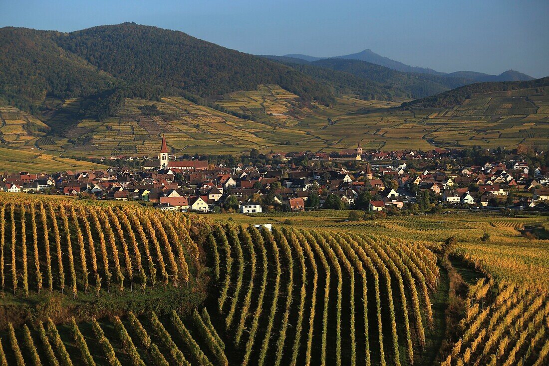 Frankreich, Haut Rhin, Route des Vins d'Alsace, Ammerschwihr ist ein Dorf an der Route des Vins d'Alsace, seine wichtigsten wirtschaftlichen Ressourcen sind der Weinbau und vor allem seine berühmten Kaefferkopf (Hügel mit hochwertigen Trauben)