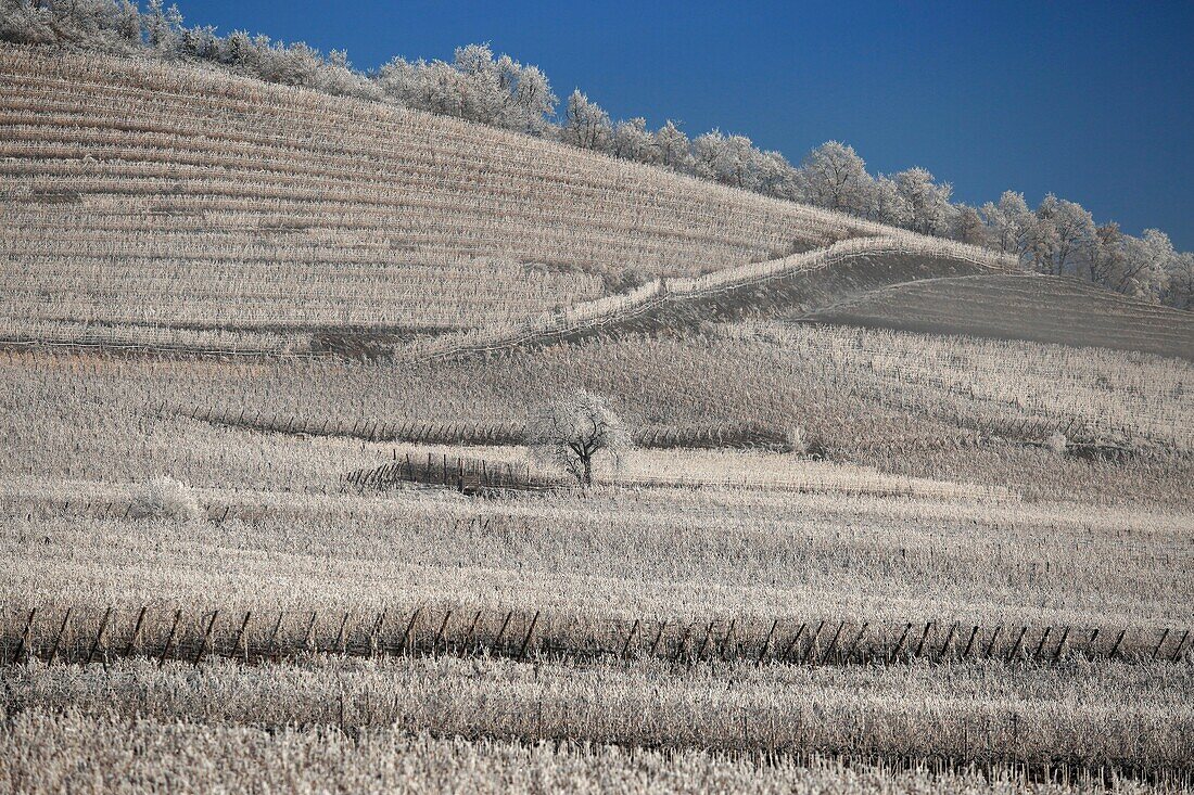 Frankreich, Bas Rhin, elsässische Weinberge im Winter am Fuße der Burg von Haut Koenigsbourg