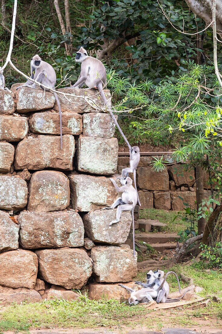 Sri Lanka, Central province, Sigiriya, the Lion Rock, archaeological site of the former Sri Lankan royal capital, a UNESCO World Heritage Site, monkeys at the foot of the site