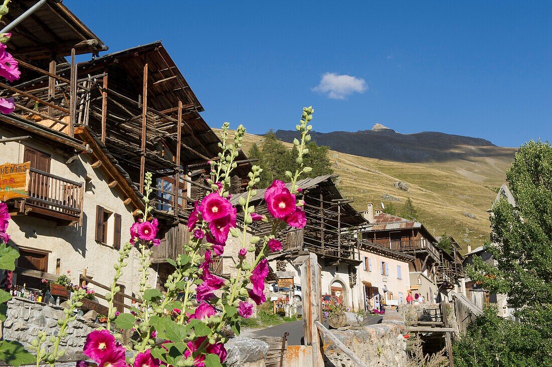 France, Hautes Alpes, Queyras massif, Saint Veran, hollyhocks in the main street of the village and the peak of Château Renard (2989m)