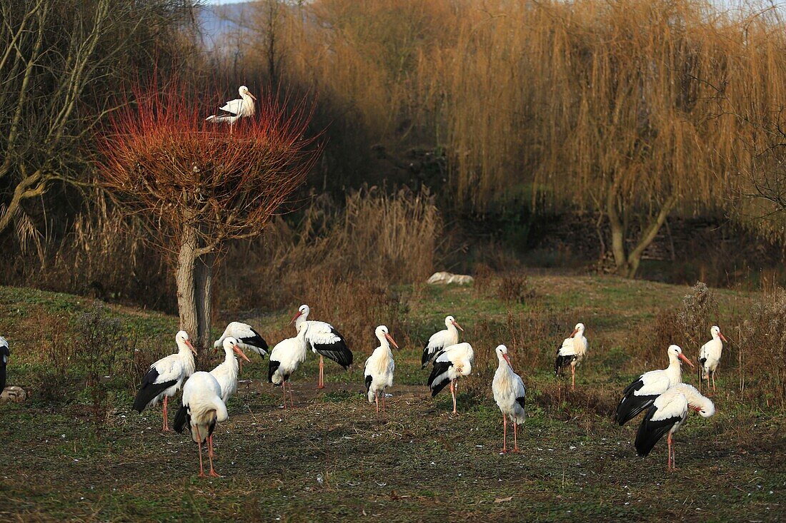 France, Haut Rhin, NaturOparC is the Center for the reintroduction of storks and otters from Hunawhir, The village is labeled the most beautiful villages in France