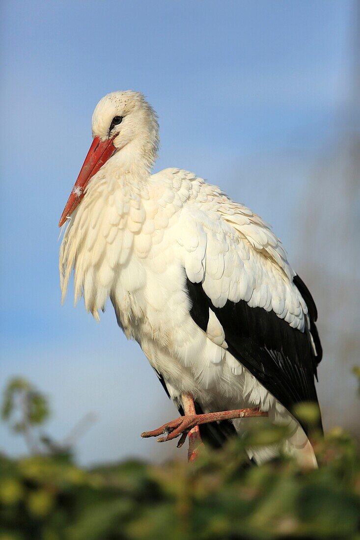 France, Haut Rhin, NaturOparC is the Center for the reintroduction of storks and otters from Hunawhir, The village is labeled the most beautiful villages in France