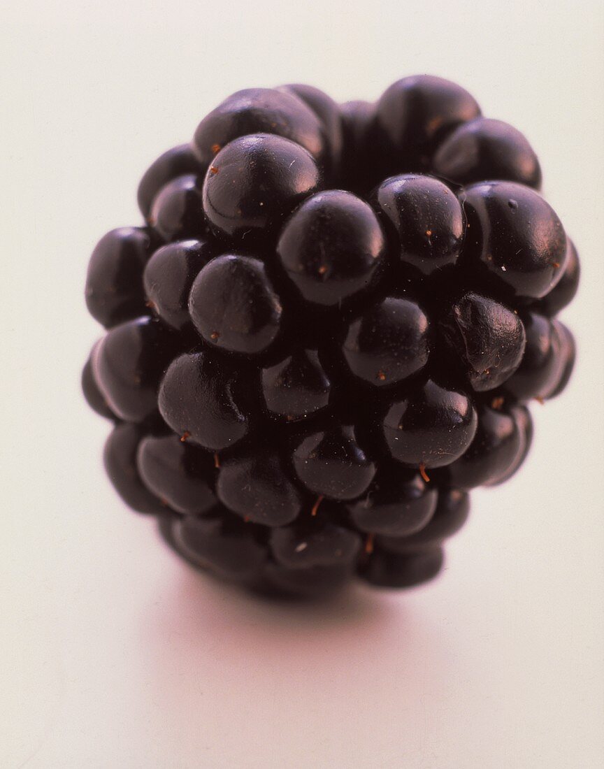 A Single Blackberry; Closeup