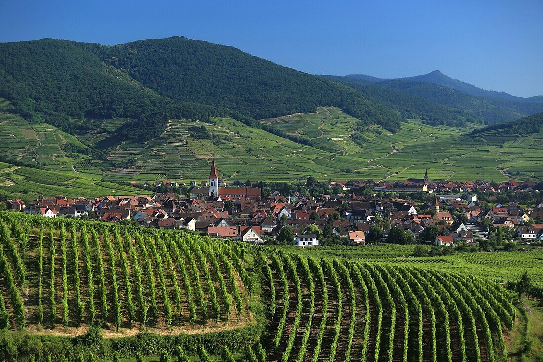 France, Haut Rhin, Route des Vins d'Alsace, Ammerschwihr, general view of the vineyards and the village