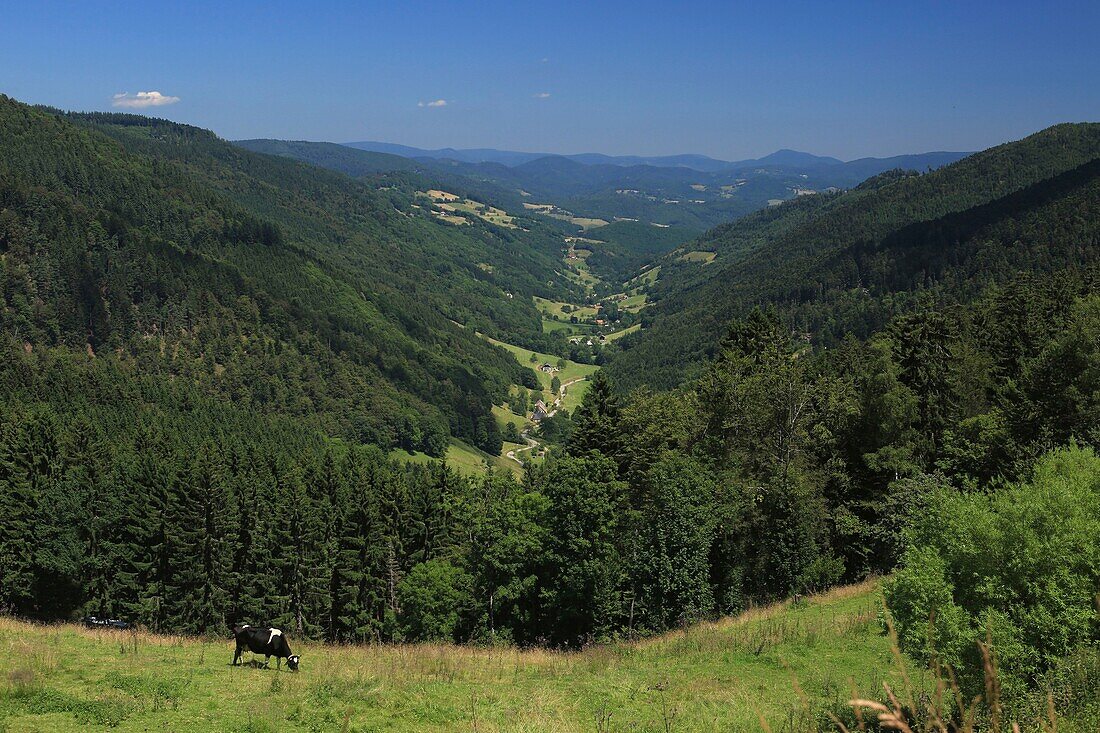 France, Haut Rhin, Hautes Vosges, Col des Bagenelles, view of the valley of Sainte Marie aux Mines