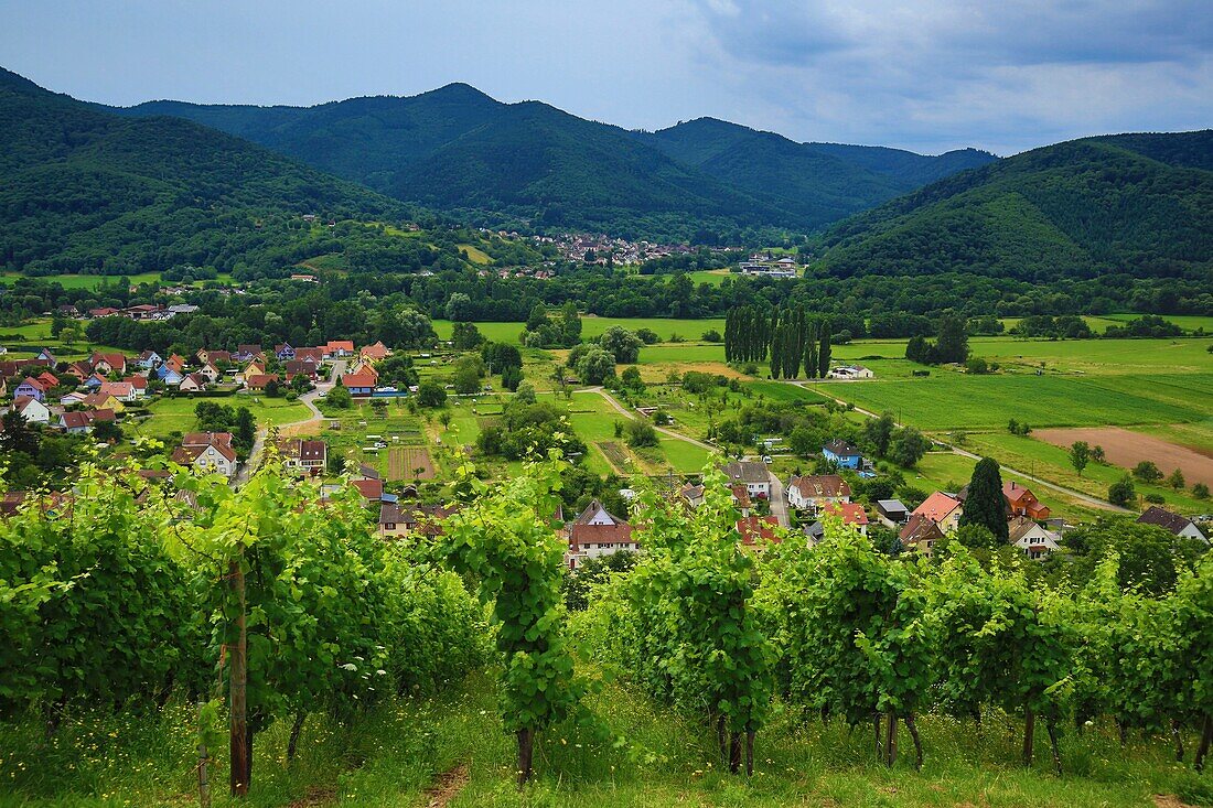 Frankreich, Haut Rhin, Das Tal von Munster, In den Weinbergen auf den Höhen von Wihr in Val