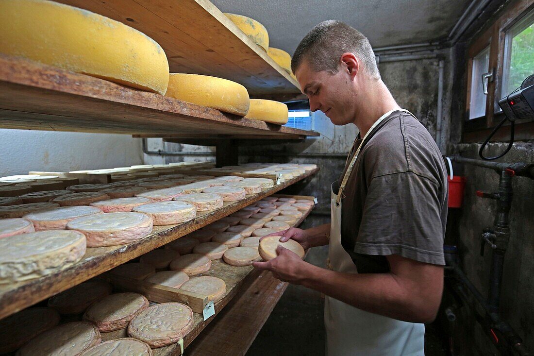 France, Haut Rhin, Wasserbourg, Thomas Barb, farmer at Ferme Auberge Strohberg, preparing his munster