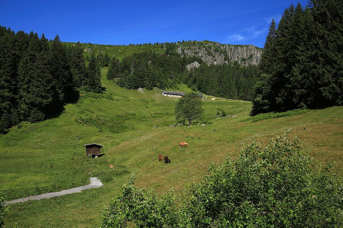 France, Haut Rhin, Massif des Vosges, At the edge of the lake or Soultzeren lake: small lake on the Alsatian side of the Vosges in the valley of Munster, It is located at the foot of the Tanet massif