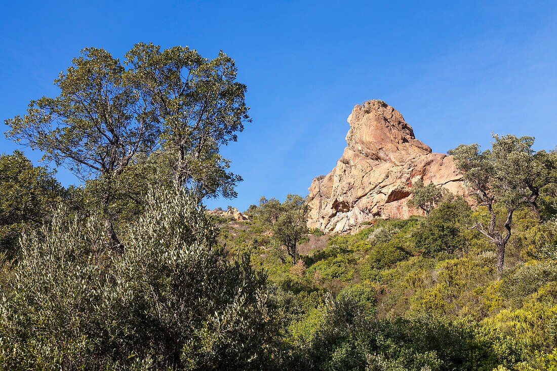 France, Var, Frejus, Esterel Massif, Mount Vinaigre, red rhyolite rock dome of volcanic origin