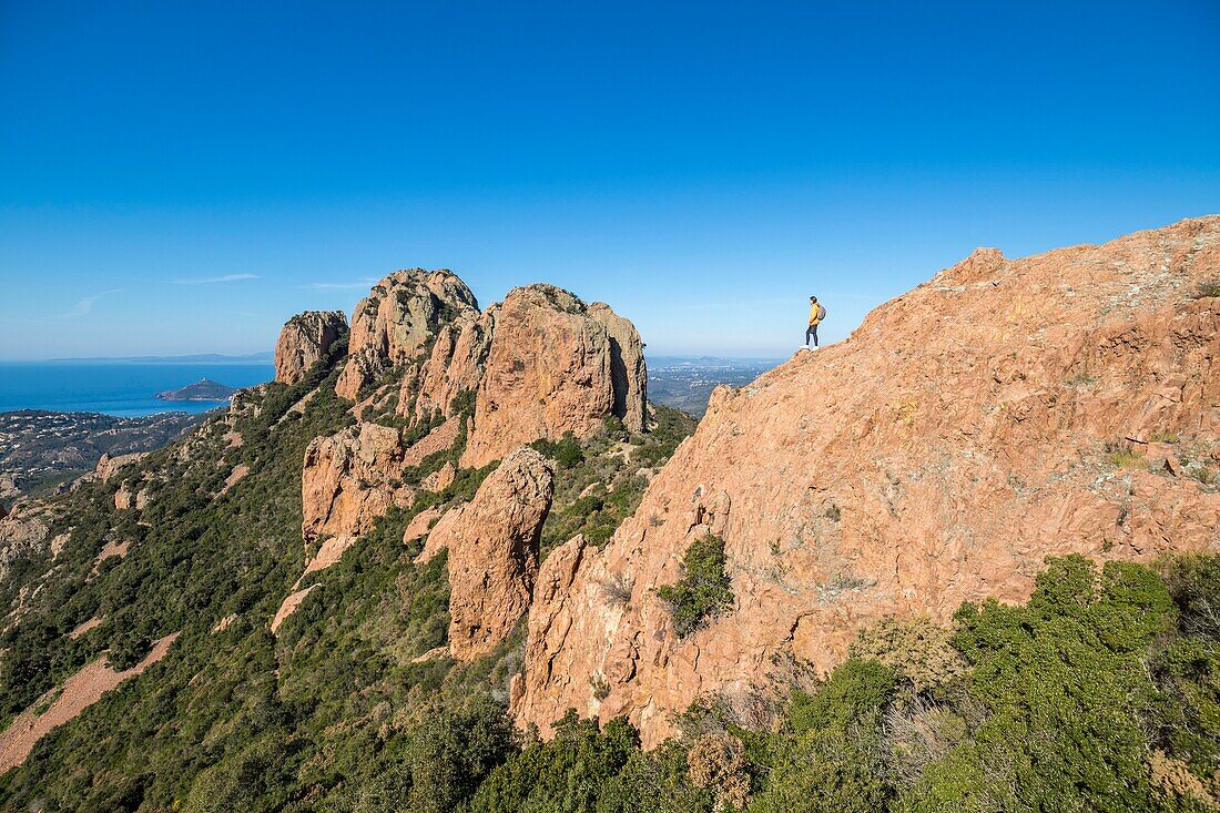 France, Var, Esterel massif, Saint Raphael's common Agay, walker on the massif of the Cap Roux, in background the summit of the Saint Pilon (442m)