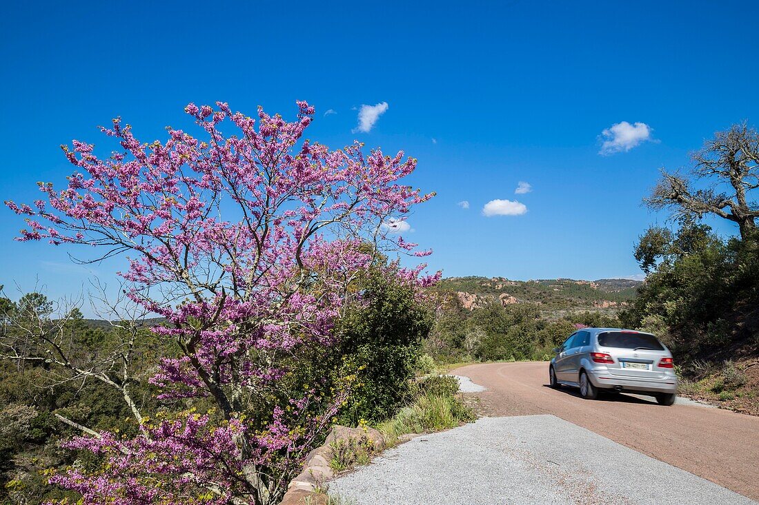 France, Var, Saint Raphael, massif of Esterel, Judas tree (Cercis siliquastrum) in flowers