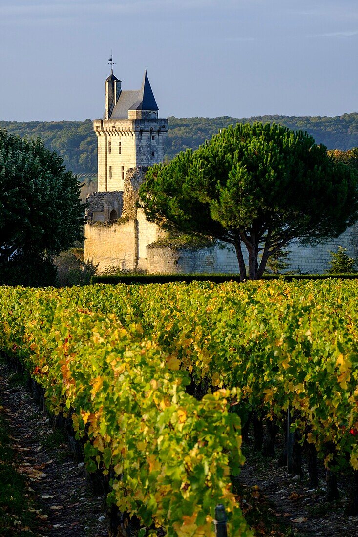 Frankreich, Indre et Loire, Loire-Tal, von der UNESCO zum Weltkulturerbe erklärt, der Weinberg von Chinon und im Hintergrund das Schloss von Chinon