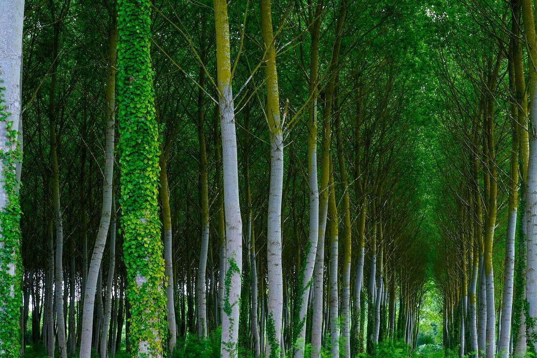 France, Indre et Loire, poplar plantation