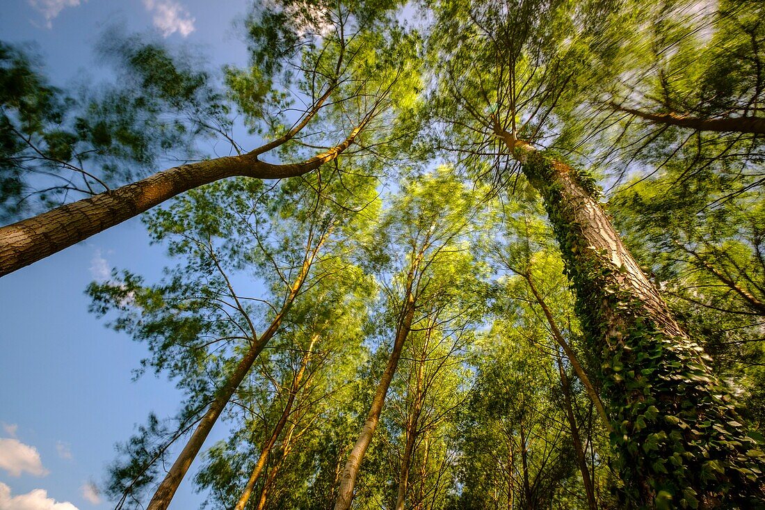 France, Indre et Loire, poplar plantation