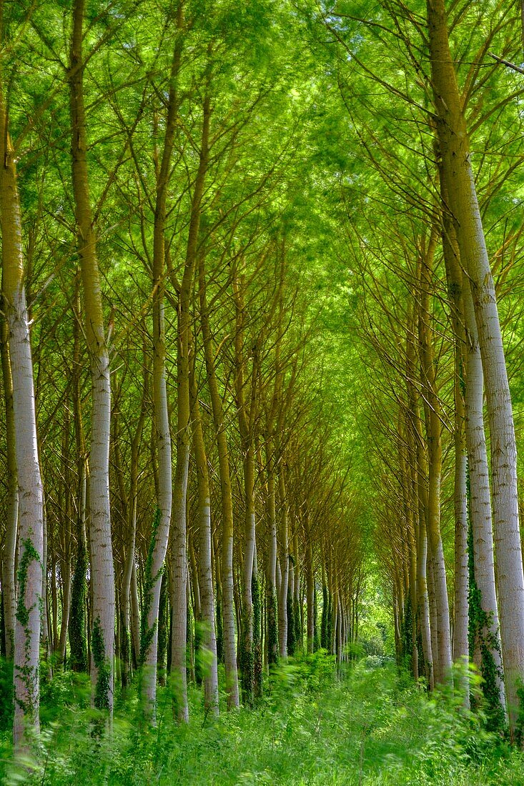 Frankreich, Indre et Loire, Pappelplantage