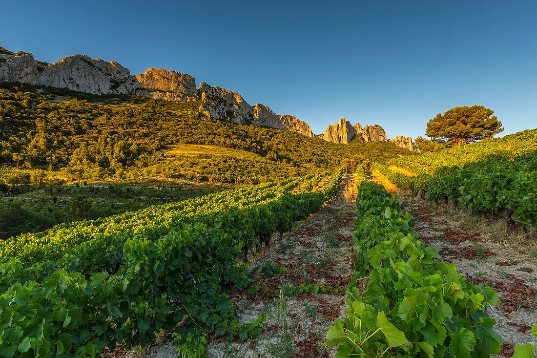 France, Vaucluse, Dentelles de Montmirail, vineyard of Gigondas