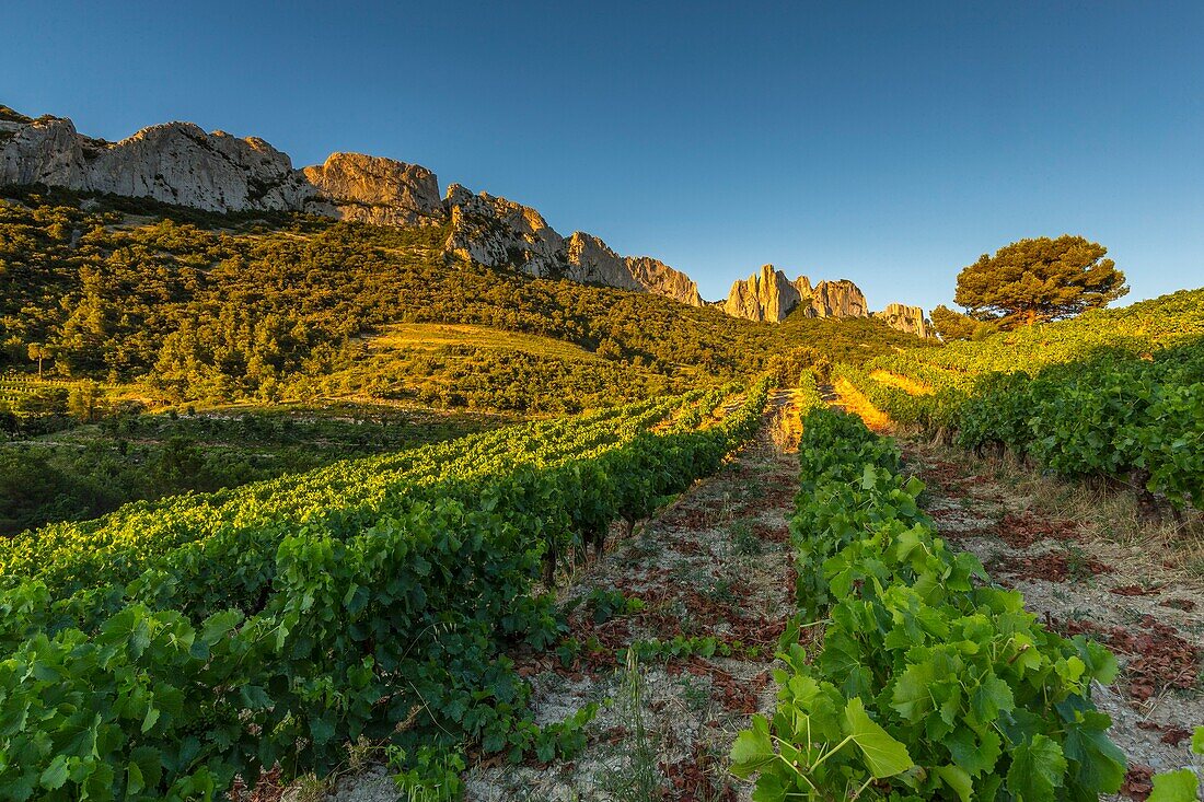 Frankreich, Vaucluse, Dentelles de Montmirail, Weinberg von Gigondas