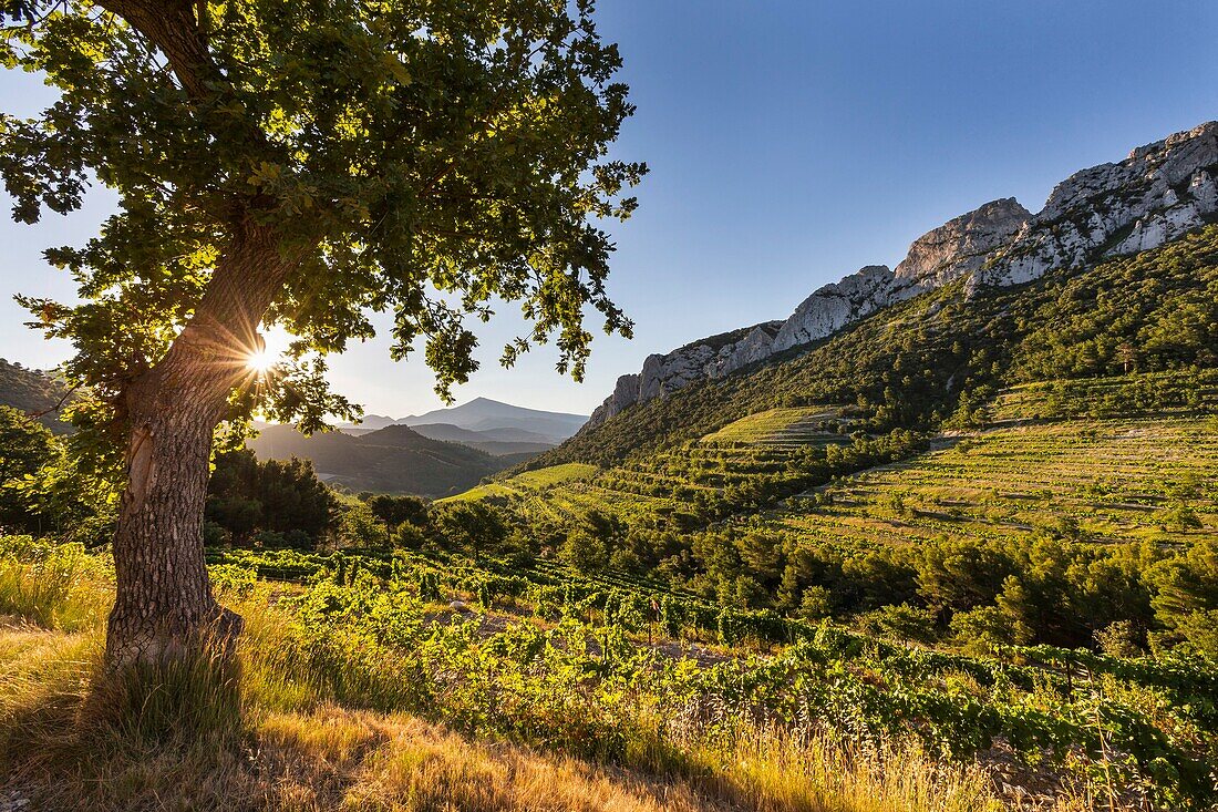 Frankreich, Vaucluse, Dentelles de Montmirail, Weinberg von Gigondas, im Hintergrund Mont Ventoux