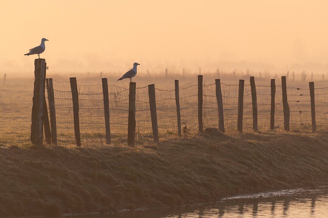 France, Somme, Baie de Somme, Noyelles sur Mer, morning ambience of the polders in the mist in the presence of gulls on the stakes of grazing