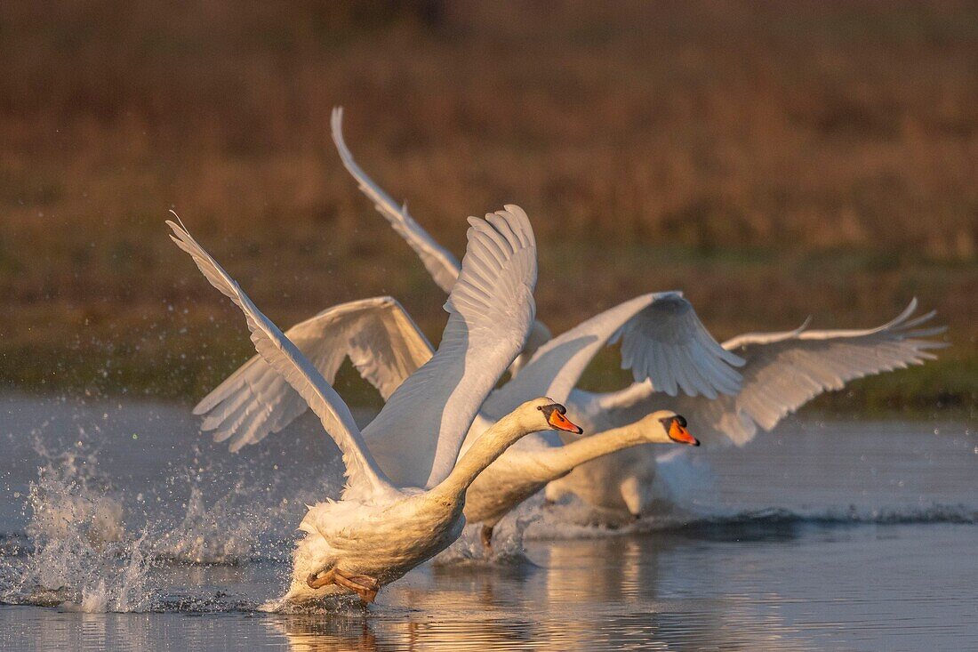 Frankreich, Somme, Baie de Somme, Le Crotoy, Crotoy Marsh, Höckerschwan (Cygnus olor), der im Frühjahr sein Revier verteidigt und Eindringlinge jagt